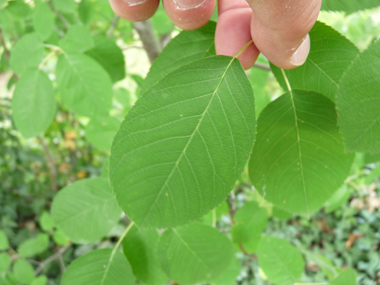 Petites feuilles alternes vert clair sur la face supérieure. Forme ovale dentée. Agrandir dans une nouvelle fenêtre (ou onglet)