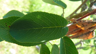 Petites feuilles alternes vert clair sur la face supérieure. Forme ovale dentée. Agrandir dans une nouvelle fenêtre (ou onglet)