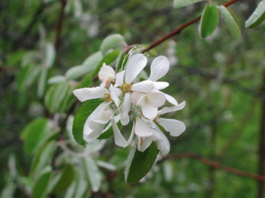 Fleurs blanches aux pétales étalées, mouillées par la pluie. Agrandir dans une nouvelle fenêtre (ou onglet)