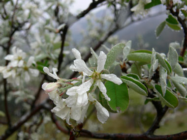 Fleurs blanches aux pétales étalées, mouillées par la pluie. Agrandir dans une nouvelle fenêtre (ou onglet)