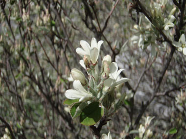 Fleurs blanches aux pétales étalées. Agrandir dans une nouvelle fenêtre (ou onglet)