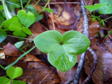 Feuilles cordées à la base et formées de 3 lobes entiers égaux ciliés à la périphérie. Agrandir dans une nouvelle fenêtre (ou onglet)