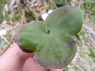 Feuilles cordées à la base et formées de 3 lobes entiers égaux ciliés à la périphérie. Agrandir dans une nouvelle fenêtre (ou onglet)