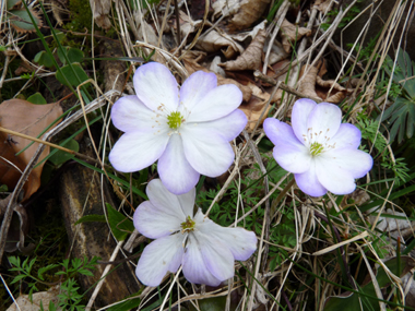 Fleurs solitaires, généralement bleues mais pouvant être roses ou blanches. Elles comportent 6 à 9 tépales et se trouvent au bout d'un long pétiole. Agrandir dans une nouvelle fenêtre (ou onglet)