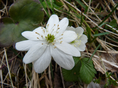 Fleurs solitaires, généralement bleues mais pouvant être roses ou blanches. Elles comportent 6 à 9 tépales et se trouvent au bout d'un long pétiole. Agrandir dans une nouvelle fenêtre (ou onglet)