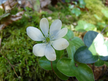 Fleurs solitaires, généralement bleues mais pouvant être roses ou blanches. Elles comportent 6 à 9 tépales et se trouvent au bout d'un long pétiole. Agrandir dans une nouvelle fenêtre (ou onglet)