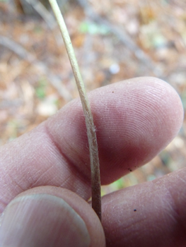 Très long pétiole. Agrandir dans une nouvelle fenêtre (ou onglet)