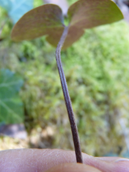 Très long pétiole. Agrandir dans une nouvelle fenêtre (ou onglet)