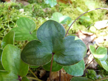 Feuilles cordées à la base et formées de 3 lobes entiers égaux ciliés à la périphérie. Agrandir dans une nouvelle fenêtre (ou onglet)