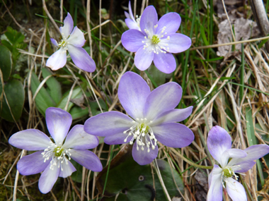 Fleurs solitaires, généralement bleues mais pouvant être roses ou blanches. Elles comportent 6 à 9 tépales et se trouvent au bout d'un long pétiole. Agrandir dans une nouvelle fenêtre (ou onglet)