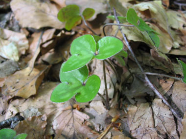 Feuilles cordées à la base et formées de 3 lobes entiers égaux ciliés à la périphérie. Agrandir dans une nouvelle fenêtre (ou onglet)