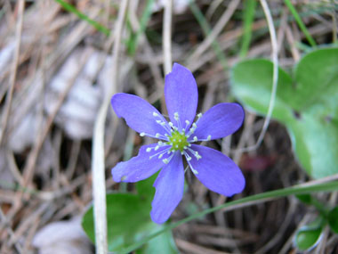 Fleurs solitaires, généralement bleues mais pouvant être roses ou blanches. Elles comportent 6 à 9 tépales et se trouvent au bout d'un long pétiole. Agrandir dans une nouvelle fenêtre (ou onglet)