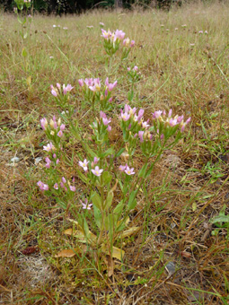 Plante bisannuelle d'une cinquantaine de centimètres de haut. Agrandir dans une nouvelle fenêtre (ou onglet)