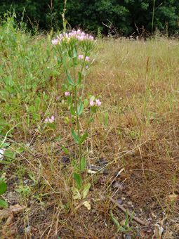 Plante bisannuelle d'une cinquantaine de centimètres de haut. Agrandir dans une nouvelle fenêtre (ou onglet)