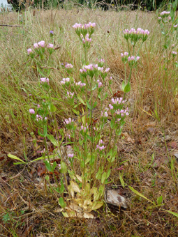 Plante bisannuelle d'une cinquantaine de centimètres de haut. Agrandir dans une nouvelle fenêtre (ou onglet)