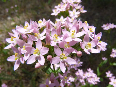 Fleurs roses regroupées en une sorte de corymbe. Agrandir dans une nouvelle fenêtre (ou onglet)