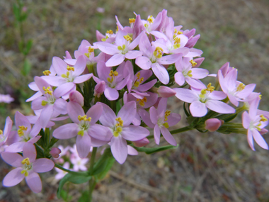 Fleurs roses regroupées en une sorte de corymbe. Agrandir dans une nouvelle fenêtre (ou onglet)