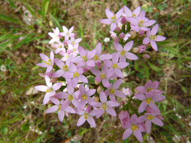 Fleurs roses regroupées en une sorte de corymbe. Agrandir dans une nouvelle fenêtre (ou onglet)