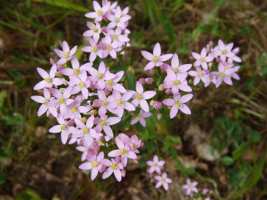 Fleurs roses regroupées en une sorte de corymbe. Agrandir dans une nouvelle fenêtre (ou onglet)