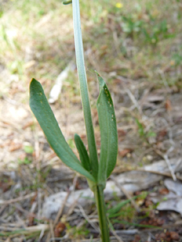 Feuilles basilaires oblongues plus grandes que les caulinaires supérieures. Agrandir dans une nouvelle fenêtre (ou onglet)