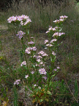 Plante bisannuelle d'une cinquantaine de centimètres de haut. Agrandir dans une nouvelle fenêtre (ou onglet)