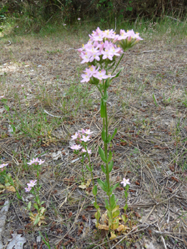 Plante bisannuelle d'une cinquantaine de centimètres de haut. Agrandir dans une nouvelle fenêtre (ou onglet)