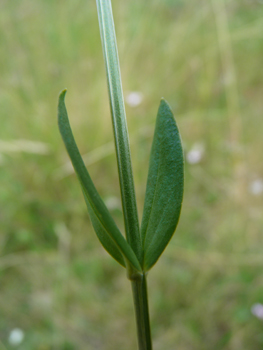 Feuilles basilaires oblongues plus grandes que les caulinaires supérieures. Agrandir dans une nouvelle fenêtre (ou onglet)