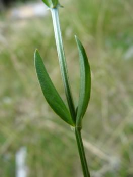 Feuilles basilaires oblongues plus grandes que les caulinaires supérieures. Agrandir dans une nouvelle fenêtre (ou onglet)