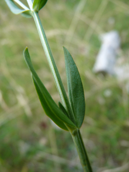 Feuilles basilaires oblongues plus grandes que les caulinaires supérieures. Agrandir dans une nouvelle fenêtre (ou onglet)