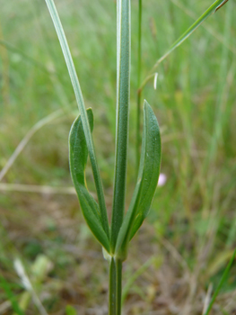 Feuilles basilaires oblongues plus grandes que les caulinaires supérieures. Agrandir dans une nouvelle fenêtre (ou onglet)