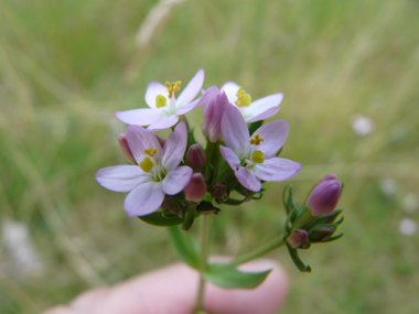 Fleurs roses regroupées en une sorte de corymbe. Agrandir dans une nouvelle fenêtre (ou onglet)