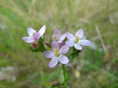 Fleurs roses regroupées en une sorte de corymbe. Agrandir dans une nouvelle fenêtre (ou onglet)