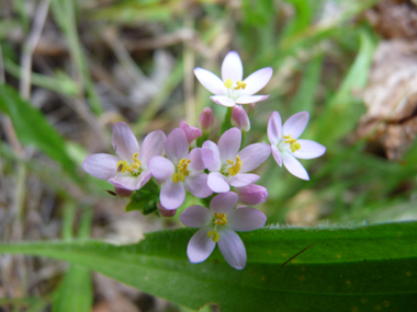 Fleurs roses regroupées en une sorte de corymbe. Agrandir dans une nouvelle fenêtre (ou onglet)