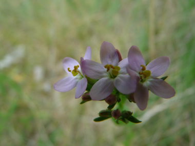 Fleurs roses regroupées en une sorte de corymbe. Agrandir dans une nouvelle fenêtre (ou onglet)