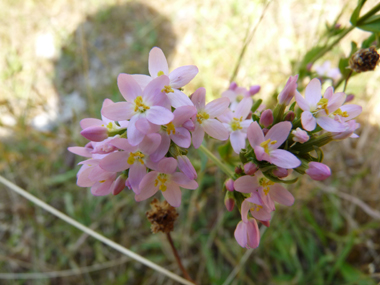 Fleurs roses regroupées en une sorte de corymbe. Agrandir dans une nouvelle fenêtre (ou onglet)