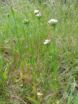 Plante bisannuelle d'une cinquantaine de centimètres de haut. Agrandir dans une nouvelle fenêtre (ou onglet)