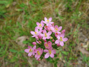 Fleurs roses regroupées en une sorte de corymbe. Agrandir dans une nouvelle fenêtre (ou onglet)