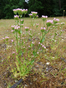 Plante bisannuelle d'une cinquantaine de centimètres de haut. Agrandir dans une nouvelle fenêtre (ou onglet)