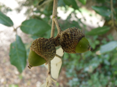 Fruits (glands) bruns de 2 à 3 cm terminés par une petite pointe dure et piquante, la cupule étant pubescente. Agrandir dans une nouvelle fenêtre (ou onglet)