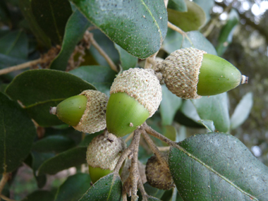 Fruits (glands) bruns de 2 à 3 cm terminés par une petite pointe dure et piquante, la cupule étant pubescente. Agrandir dans une nouvelle fenêtre (ou onglet)