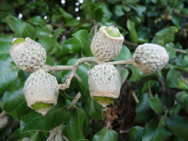 Fruits (glands) bruns de 2 à 3 cm terminés par une petite pointe dure et piquante, la cupule étant pubescente. Agrandir dans une nouvelle fenêtre (ou onglet)