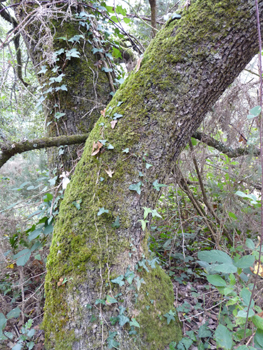 Tronc court fréquemment tortueux. L'écorce, d'abord lisse et gris-vert se crevasse essentiellement longitudinalement et noircit. Agrandir dans une nouvelle fenêtre (ou onglet)