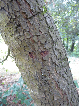 Tronc court fréquemment tortueux. L'écorce, d'abord lisse et gris-vert se crevasse essentiellement longitudinalement et noircit. Agrandir dans une nouvelle fenêtre (ou onglet)