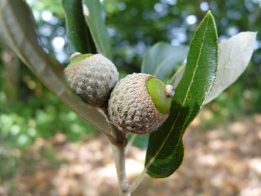 Fruits (glands) bruns de 2 à 3 cm terminés par une petite pointe dure et piquante, la cupule étant pubescente. Agrandir dans une nouvelle fenêtre (ou onglet)