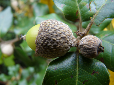 Fruits (glands) bruns de 2 à 3 cm terminés par une petite pointe dure et piquante, la cupule étant pubescente. Agrandir dans une nouvelle fenêtre (ou onglet)