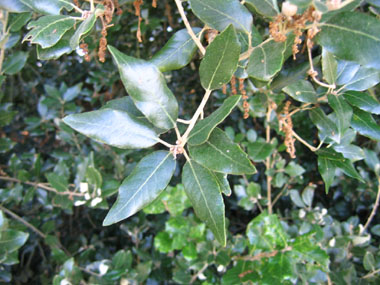 Feuilles alternes et coriaces de forme variable, tantôt fortement dentées tantôt dotées d'un bord lisse. Pourvues d'un petit pétiole, elles sont de petite taille (3 à 7 cm), brillantes et vertes dessus. Agrandir dans une nouvelle fenêtre (ou onglet)