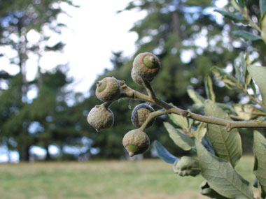 Fruits (glands) bruns de 2 à 3 cm terminés par une petite pointe dure et piquante, la cupule étant pubescente. Agrandir dans une nouvelle fenêtre (ou onglet)