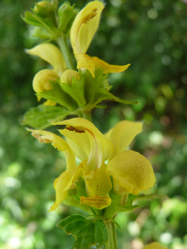 Grandes fleurs jaunes disposées en verticilles espacés. Agrandir dans une nouvelle fenêtre (ou onglet)