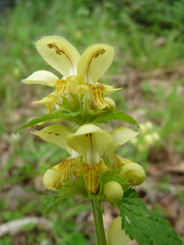 Grandes fleurs jaunes disposées en verticilles espacés. Agrandir dans une nouvelle fenêtre (ou onglet)