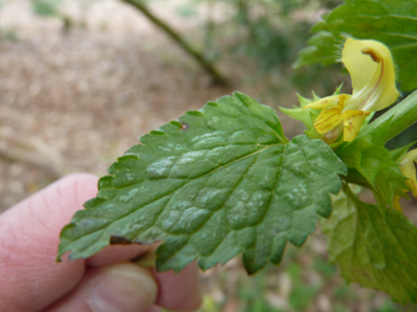 Feuilles opposées décussées. Agrandir dans une nouvelle fenêtre (ou onglet)